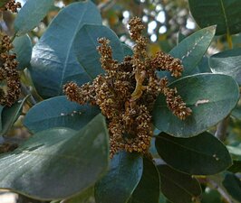 Quercus chrysolepis Flower